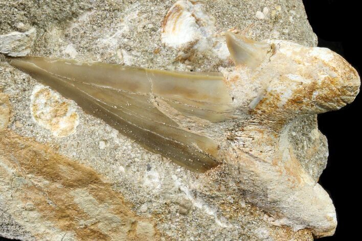 Otodus Shark Tooth Fossil in Rock - Eocene #161106